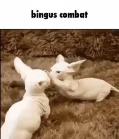 Battle of the BINGUS