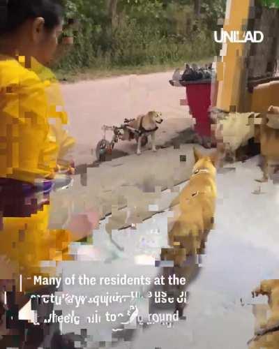 That one dog that waits for its buddy...