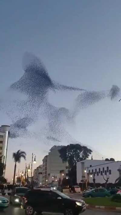 Birds are drawing on tanger's II