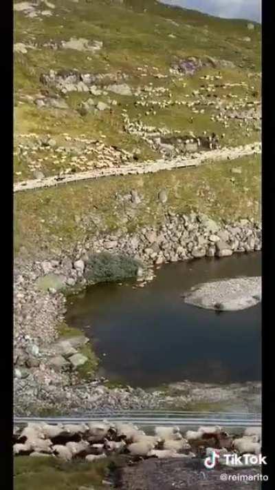 Guy pisses off one sheep and the entire her chases him.