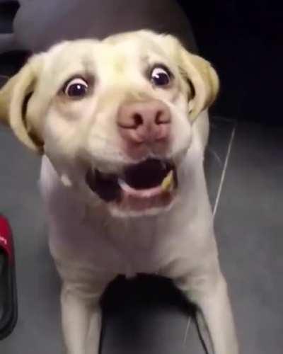 He’s doing his best