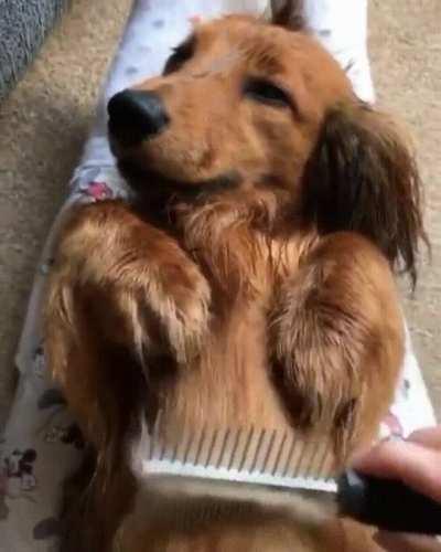Brushy Brushy