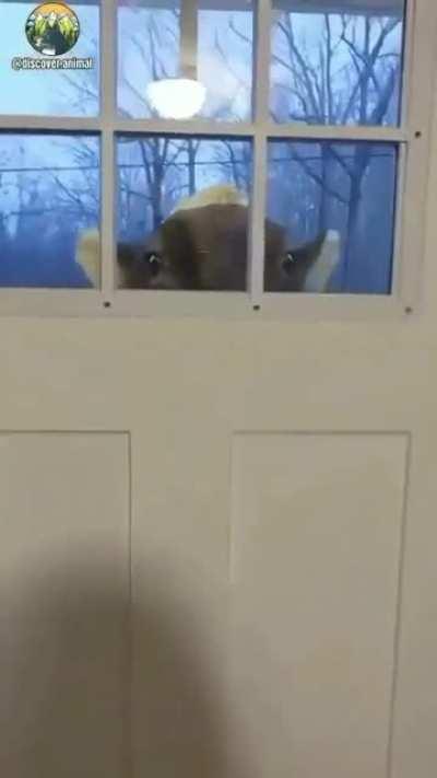 Hi, I'm the new neighbor!