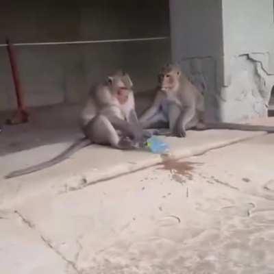 O macaco mais FILHO DA PUTA que você vai ver hoje