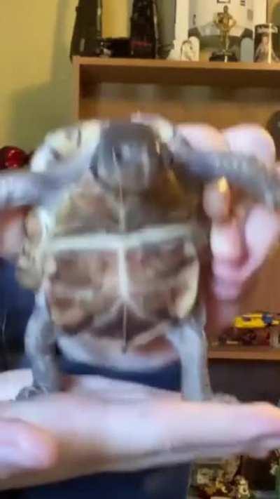 Мы не жалкие букашки...