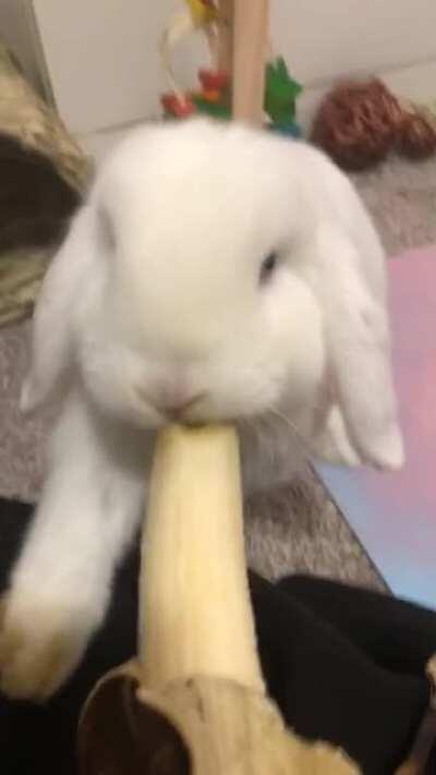 My bunny likes nanners the most 🥰