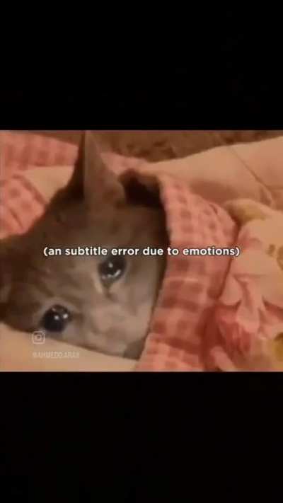 Funny Video: Cats Muslim 😺😃