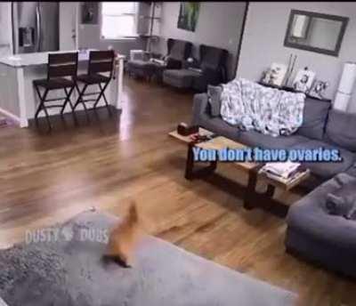 The zoomies and the greebles altogether