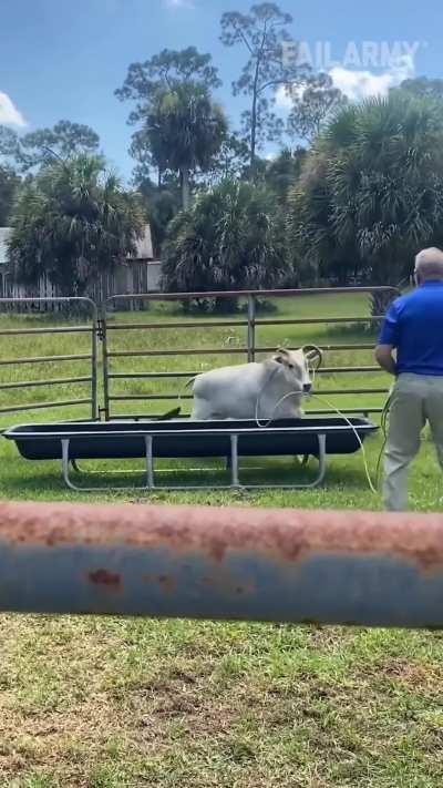 To rope a cow