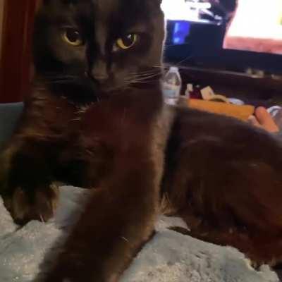 Cat gets mad at its own tail