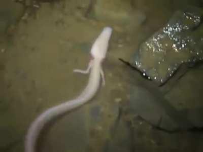Olm Salamander (EU) is blind & lives for 100 years