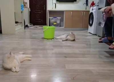 Hole in 1 (Cat Edition Full Version)