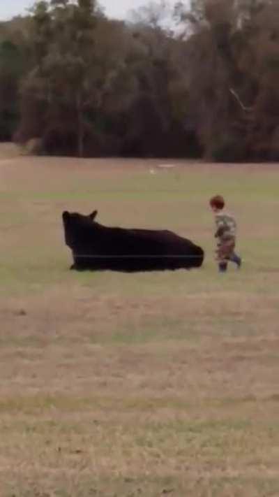Kid sneaking up on a cow