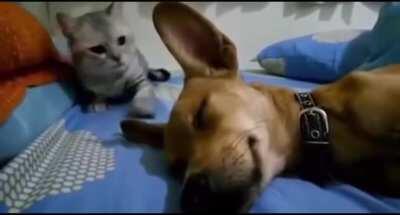 Coloquei meu celular do lado da cama gravando o áudio e descobri que eu ronco dormindo. o.O Mais alguém aqui também ronca ou quer compartilhar historias?