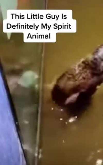 Found my spirit animal 😂😂😂