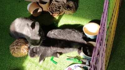 Sure, go sleep with your leg in the food bowl