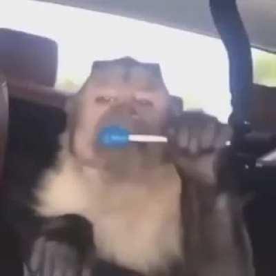 Monito comiendo bombombum