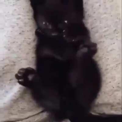 Котик понял что у него две лапки.. 🐾