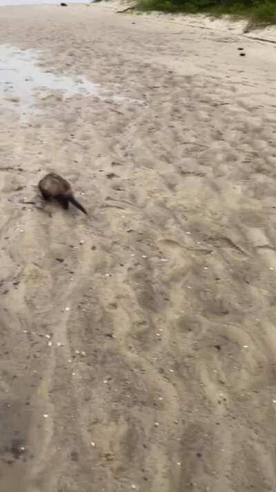 Simba came to us very timid and aggressive. It was such a nice chance of pace to see him war dance across the beach