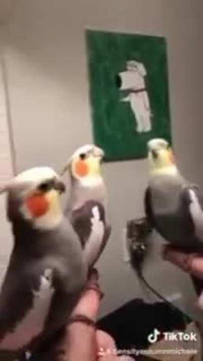 Feeling that chorus!