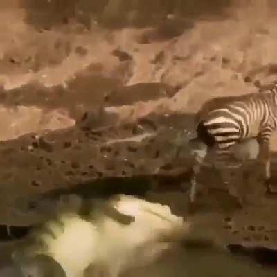 This crocodile dying inside after missing his lunch