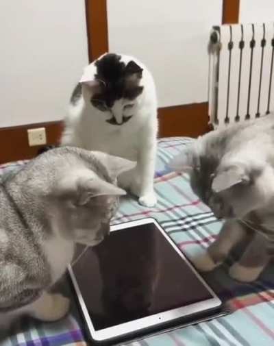 The guys decided not to go out today...