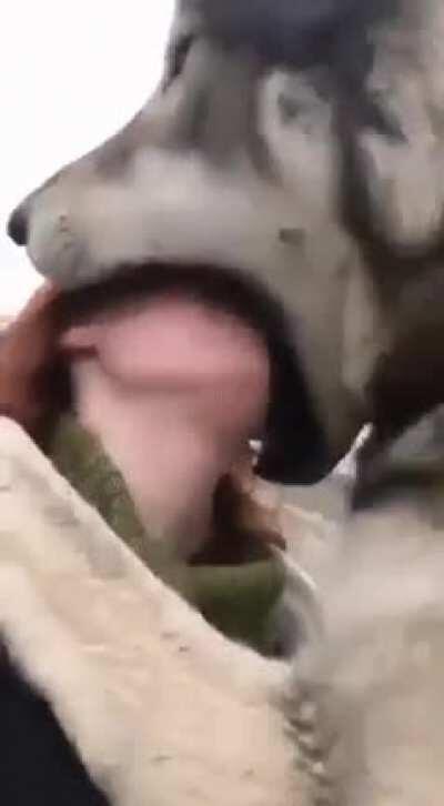 Little Red Riding Hood: Alternate ending