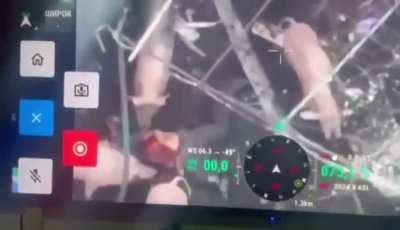 Domestic pigs eating a russian.