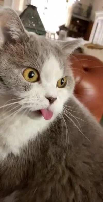 Error 404: cat.exe stopped working