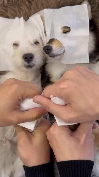 A spa day for these puppies