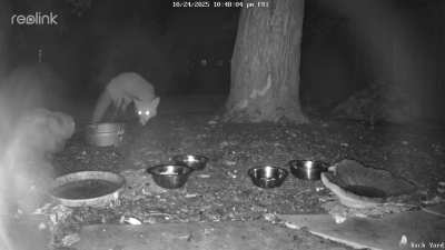 Opossum chases Fox away