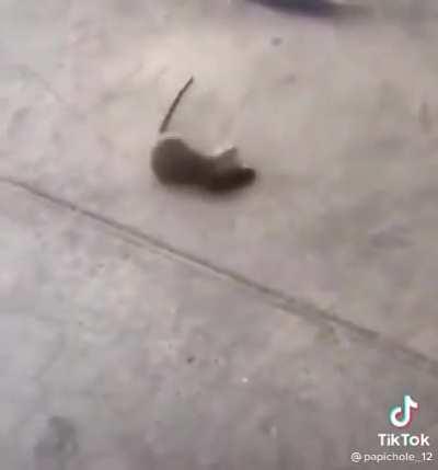 Random videos I found on my folder part 18