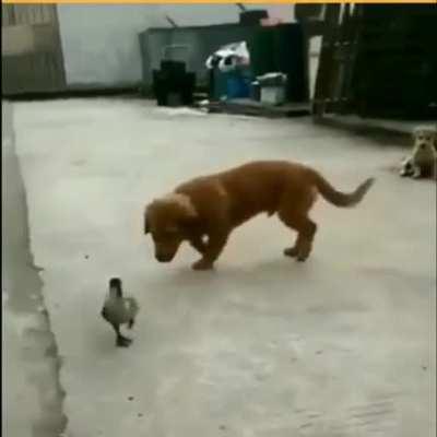 It doesn't matter the size if you know their weakness