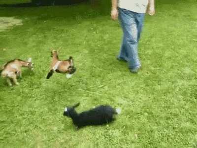 When you need that extra bit of air, but also want to dropkick your bro.