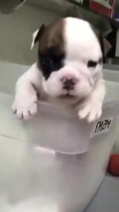 Adorable Puppy Tries to Throw a Punch