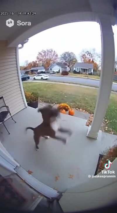 what the dog doin 😂