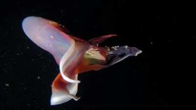 Blanket octopus pairs are perhaps the undersea world's oddest couples: males only grow an inch long but females can reach 6 ft in length, i.e., females can weigh up to 40,000 times more than males. This is a colorful female blanket octopus that was filmed