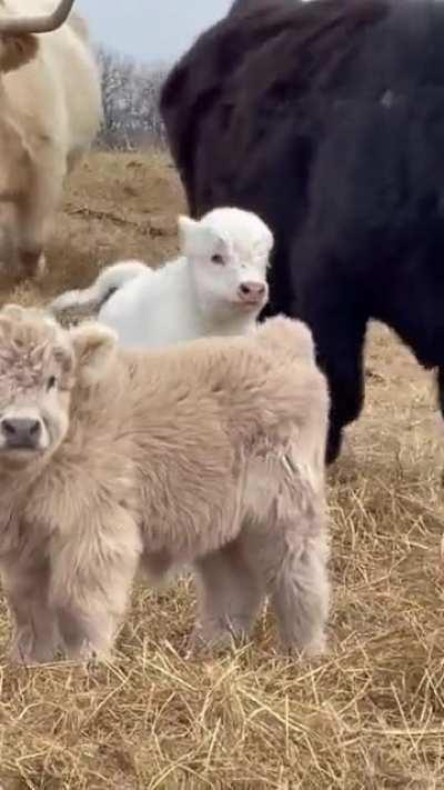 These two fluffy calfs