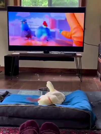 Looks like the duckling is having fun watching the cartoon)