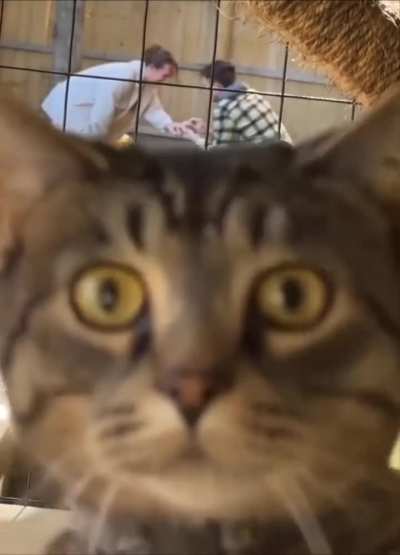 With a cat, any video becomes even better