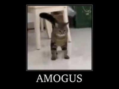 mogus cat