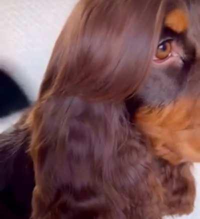 At the groomer: “Yo, give this good boi that JLo circa 2002 look…”