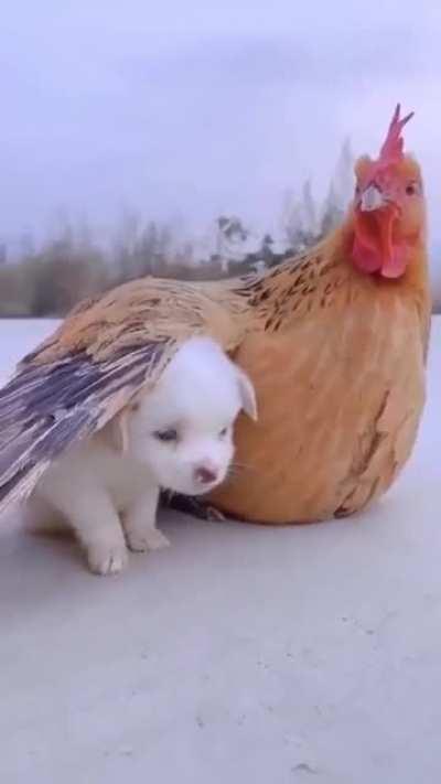 She's just taking the puppy under her wing