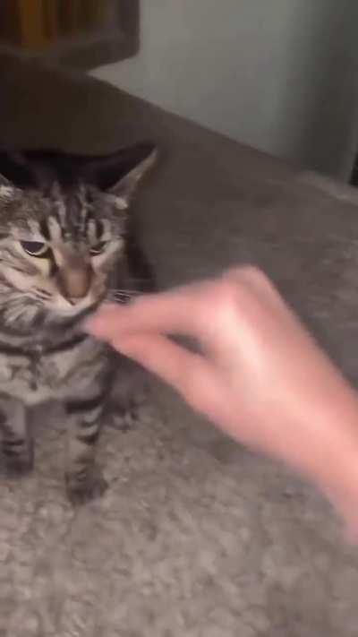 Don’t piss the cat