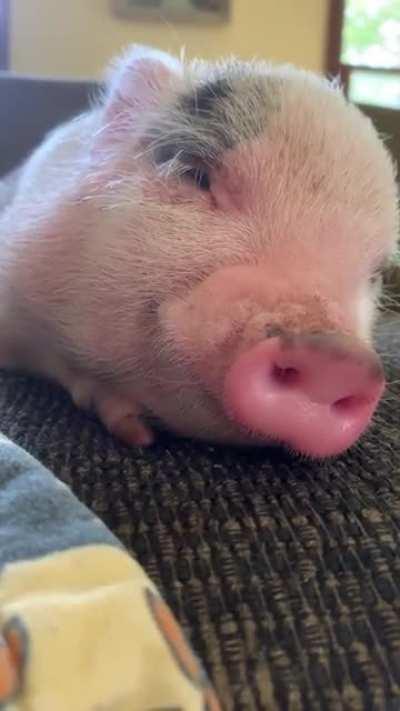 Baby Percy falling asleep