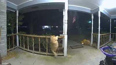 Caught an absolute unit on camera last night