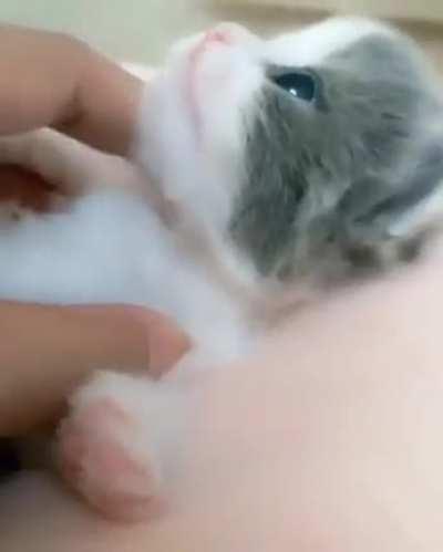 I think I'm gonna get a cat now