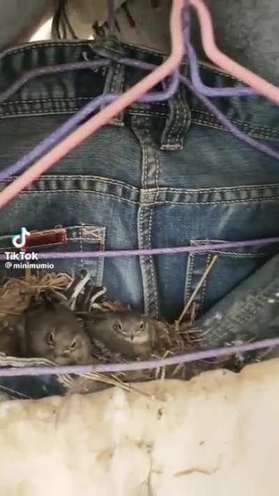 Not doves but still stupid (credit: @minimumio) 