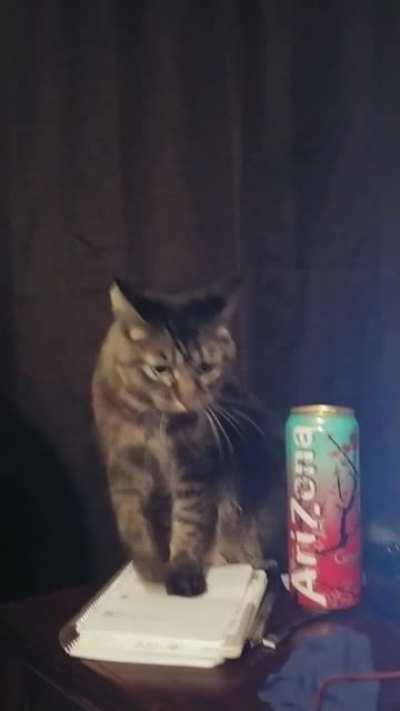 Nepeta isn't so sure about these charcoal bags we got!