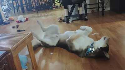 Just a husky doing advanced capture the tail!